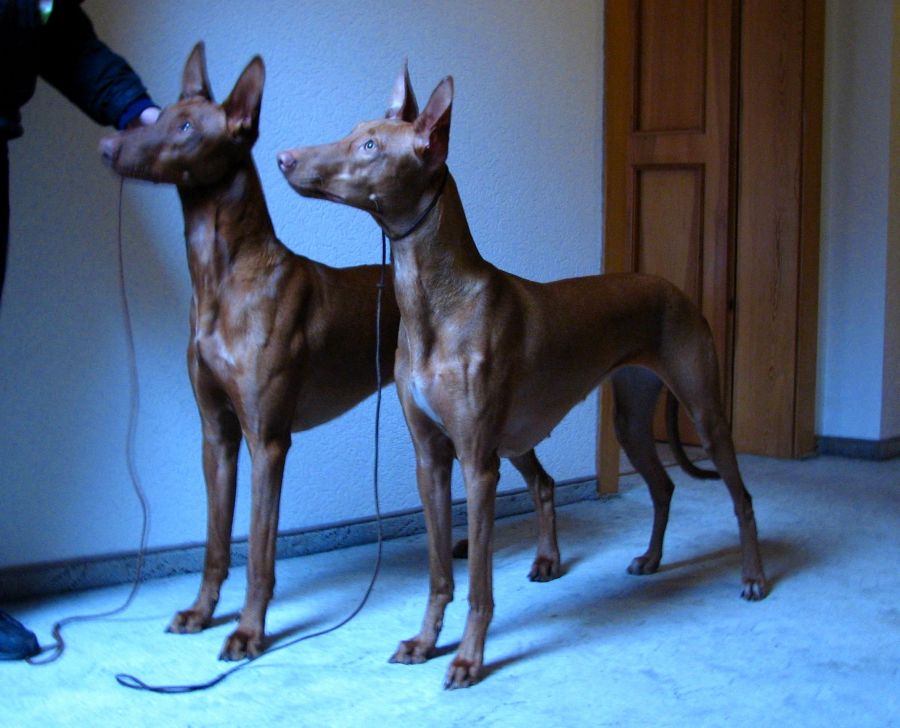 anubis pharaoh hounds