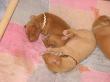 B - vrh / litter el Negma - 09-11-28 9days
