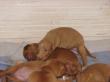 B - vrh / litter el Negma - 09-12-05 16days