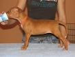 B - vrh / litter el Negma - 09-12-25 5weeks orange girl