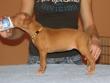 B - vrh / litter el Negma - 09-12-25 5weeks yellow girl