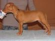 B - vrh / litter el Negma - 09-12-31 6weeks yellow girl