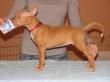 B - vrh / litter el Negma - 09-12-31 6weeks red girl