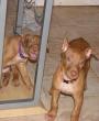 B - vrh / litter el Negma - 09-12-31 6weeks 