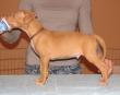 B - vrh / litter el Negma - 09-12-31 6weeks brown boy