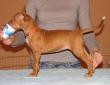 B - vrh / litter el Negma - 09-12-31 6weeks orange girl