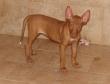 B - vrh / litter el Negma - 10-01-14 8weeks