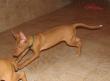 B - vrh / litter el Negma - 10-01-14 8weeks