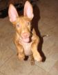 B - vrh / litter el Negma - 10-01-14 8weeks
