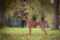 Grandkids / potomci naich ps - *2011-06-02
... Kobo
sire: Farao Anubis Crusader
dam: Arabian Jasmin El Negma