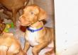 Sharqiya American Queen of Samba - 13-01-11 6weeks