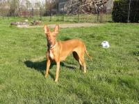 Caramel Cookie El Negma - 19-04-23