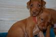 E-vrh / litter el Negma - 17-03-11 26days - red girl and brown boy