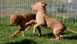 E-vrh / litter el Negma - 17-03-28 6weeks - red and pink girls