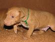 A - vrh / litter el Negma  - 08-06-13