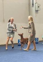 Eclipse El Negma - 24-10-06 CAC at Eurodogshow