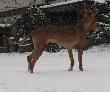 Am Desert Orchid El Negma - 09-02-13