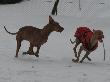 Am Desert Orchid El Negma - 09-02-13 Bruno & Kesi