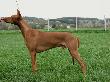 Am Desert Orchid El Negma - 09-04-18 11months
