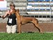 Am Desert Orchid El Negma - 09-06-14 Raciborz BIS competition