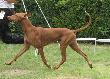 Am Desert Orchid El Negma - 09-08-09 SK Sighthound club show, BOB