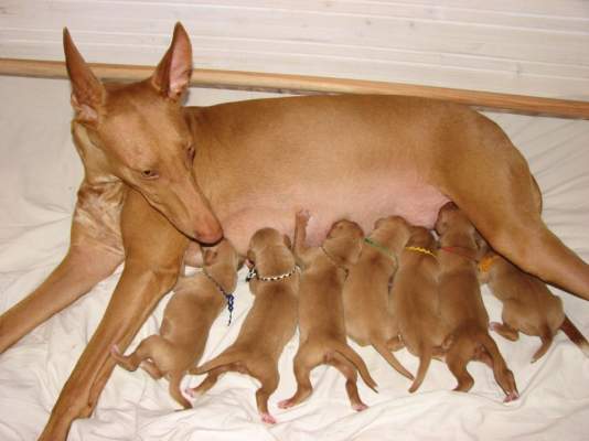 �t��ata - puppies