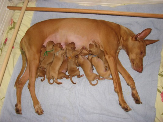 �t��ata - puppies