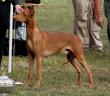 14.8.2010 Eurosighthounds Schloss Graffeneg, Rakousko
