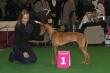 5.-6.2.2011 2x CACIB Brno (CZ)