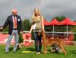 9.9.2012 Sighthound Club show Poland