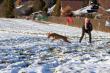 23.11.2024 Lure coursing training Lichnov