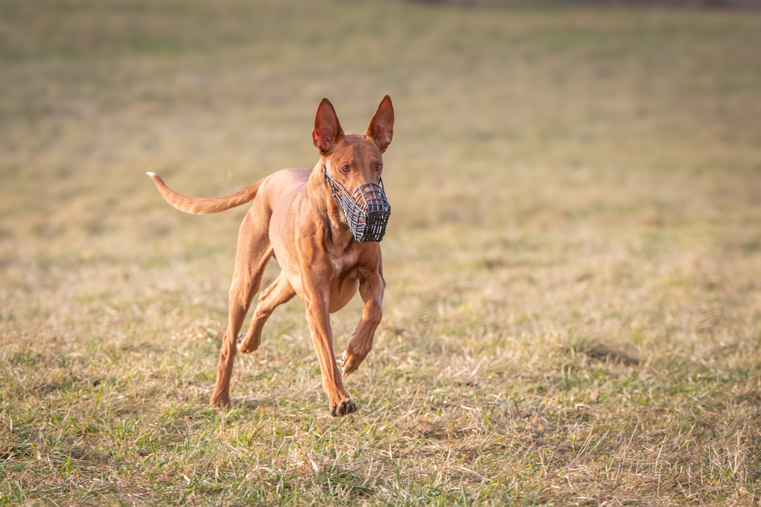 26.1.2025 Lure coursing trénink Lichnov