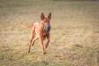 26.1.2025 Lure coursing training Lichnov