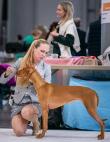 13.4.2025 European dog show  Brno, CZ