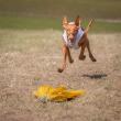 25.5.2025 World coursing championship Heipark Toovice, CZ