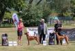31.5.2025 Pharaoh hound club show Rybnek, CZ