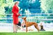 4.-5.7.2025 CAC & CACIB Wisla, PL