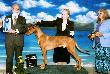 Sharqiya American Queen of Samba - Nefer-Temu Mia Sambasonic 
-> sire 