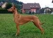 Sharqiya American Queen of Samba - 15-09-05 6,5 years