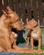 Sharqiya American Queen of Samba - 17-03-29 6weeks - Chilli with green boy
