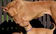 Sharqiya American Queen of Samba - 17-03-31 6,5weeks - Chilli with purple girl