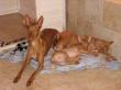 B - vrh / litter el Negma - 10-01-17 Chilli with pups