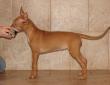 B - vrh / litter el Negma - 10-01-17 Brazen Beauty 8,5weeks