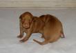 D - vrh / litter el Negma - 12-12-14 2weeks