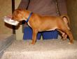 Sharqiya American Queen of Samba - 13-01-04 5weeks
