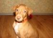 Eclipse El Negma - 13-01-11 6weeks