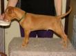 C - vrh / litter el Negma - 13-01-20 7weeks