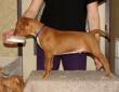 C - vrh / litter el Negma - 13-01-20 7weeks