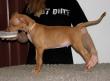 C - vrh / litter el Negma - 13-01-20 7weeks