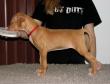 C - vrh / litter el Negma - 13-01-20 7weeks